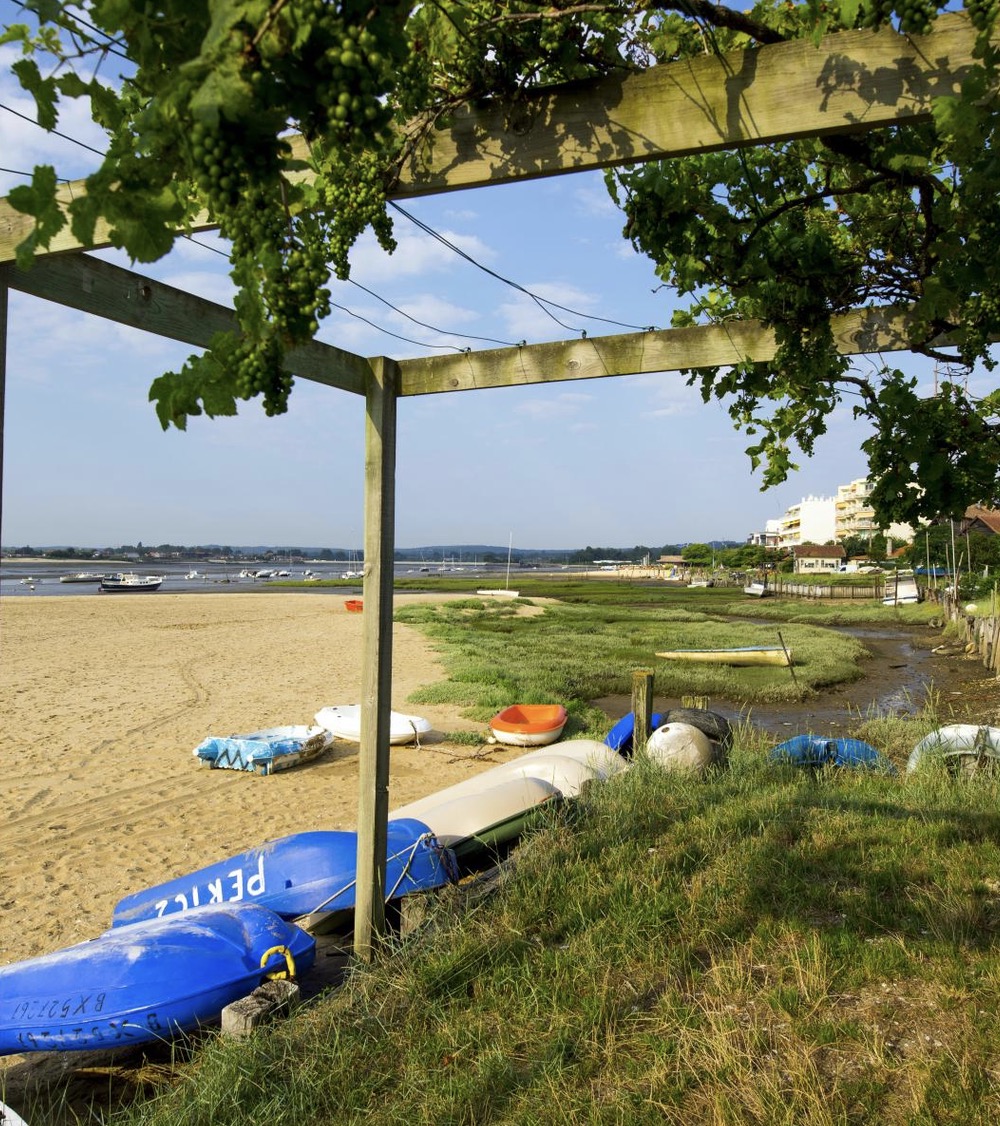 Bateaux sous la végétation près de la plage